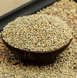 Hybrid Pearl Millet