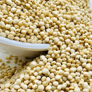 White Sorghum Seeds