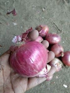 Fresh Red Onion