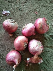 Fresh Red Onion