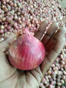 Fresh Red Onion
