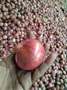 Fresh Red Onion