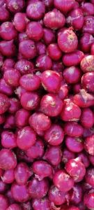 A Grade Red Onion