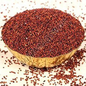 Finger Millet