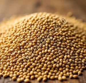 Foxtail Millet