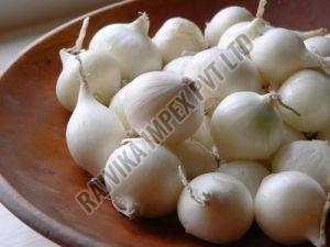 Fresh White Onion