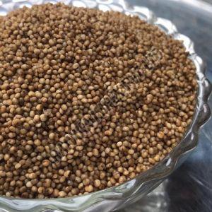 Kodo Millet