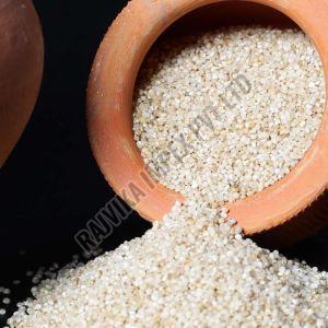 Little Millet