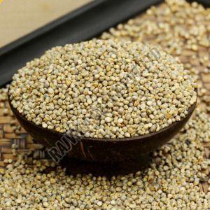 Pearl Millet