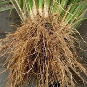 Dried Vetiver Roots