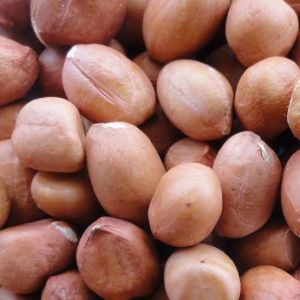 Groundnut Seeds