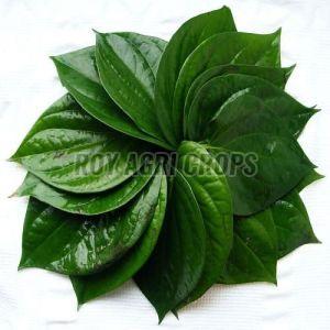Natural Betel Leaves