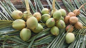 Fresh Coconut