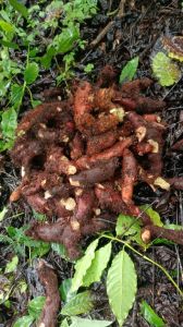 Brown Mudavattukal Kilangu