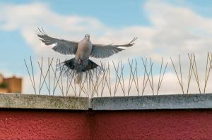 Bird Spike Installation Service