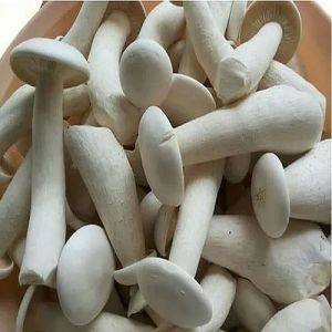 A Grade Milky White Mushroom