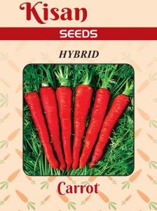 Carrot Seeds