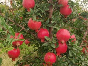 Pomegranate
