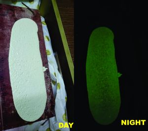 IG6 Night Glow Photoluminescent Phosphorescent Paint