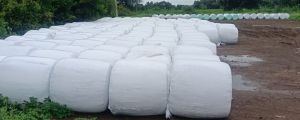 Corn Silage