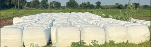 Corn Silage
