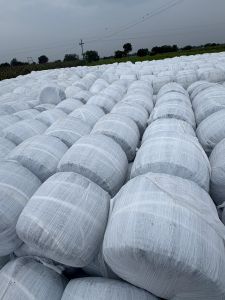 Maize Silage
