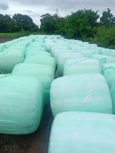 Maize Silage