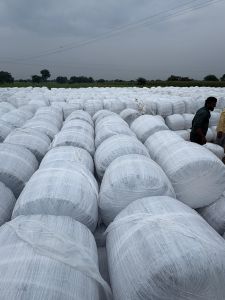 Maize Silage