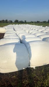 Maize Silage