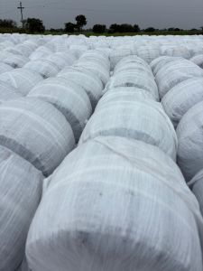 Maize Silage