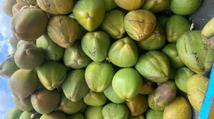 Green Tender Coconut