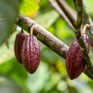 Cocoa Seed