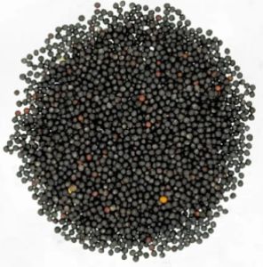 Brown Mustard Seeds