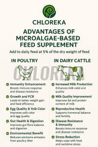 1000L Chloreka Dairy Cattle Feed Supplement