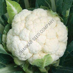 F1 Hybrid Cauliflower Seeds