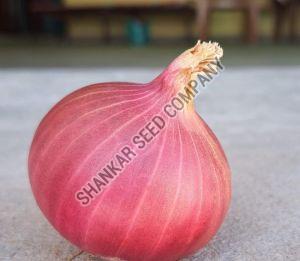 Onion Improved Seeds