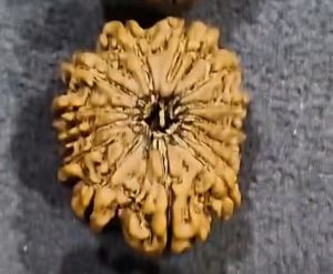 Natural Nepali Rudraksha