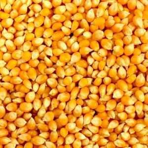 Natural Yellow Maize