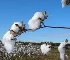 Cotton Fibers