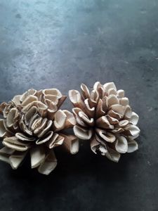 sola flowers