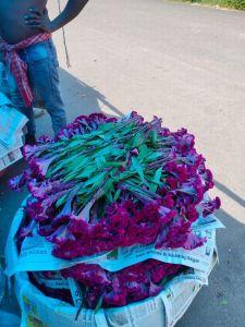 Fresh Flower Arrangements