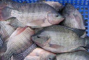 Fresh Tilapia Fish