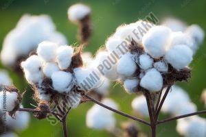 Raw Cotton