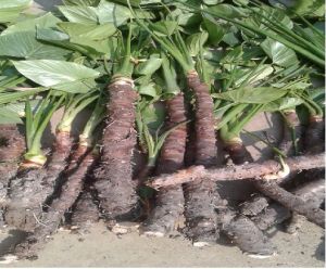 Sugandhmantri Farming Service