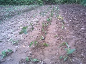 Sugandhmantri Farming Service