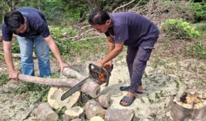 Agarwood Harvesting Service