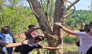 Agarwood Inoculation Service