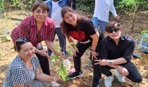 Agarwood Plantation Service