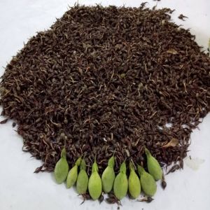 Agarwood Plantation Service