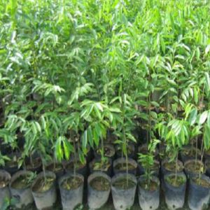 Agarwood Plantation Service